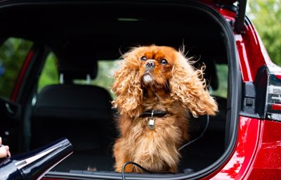 La MegaBox du Ford Puma, meilleure amie des chiens